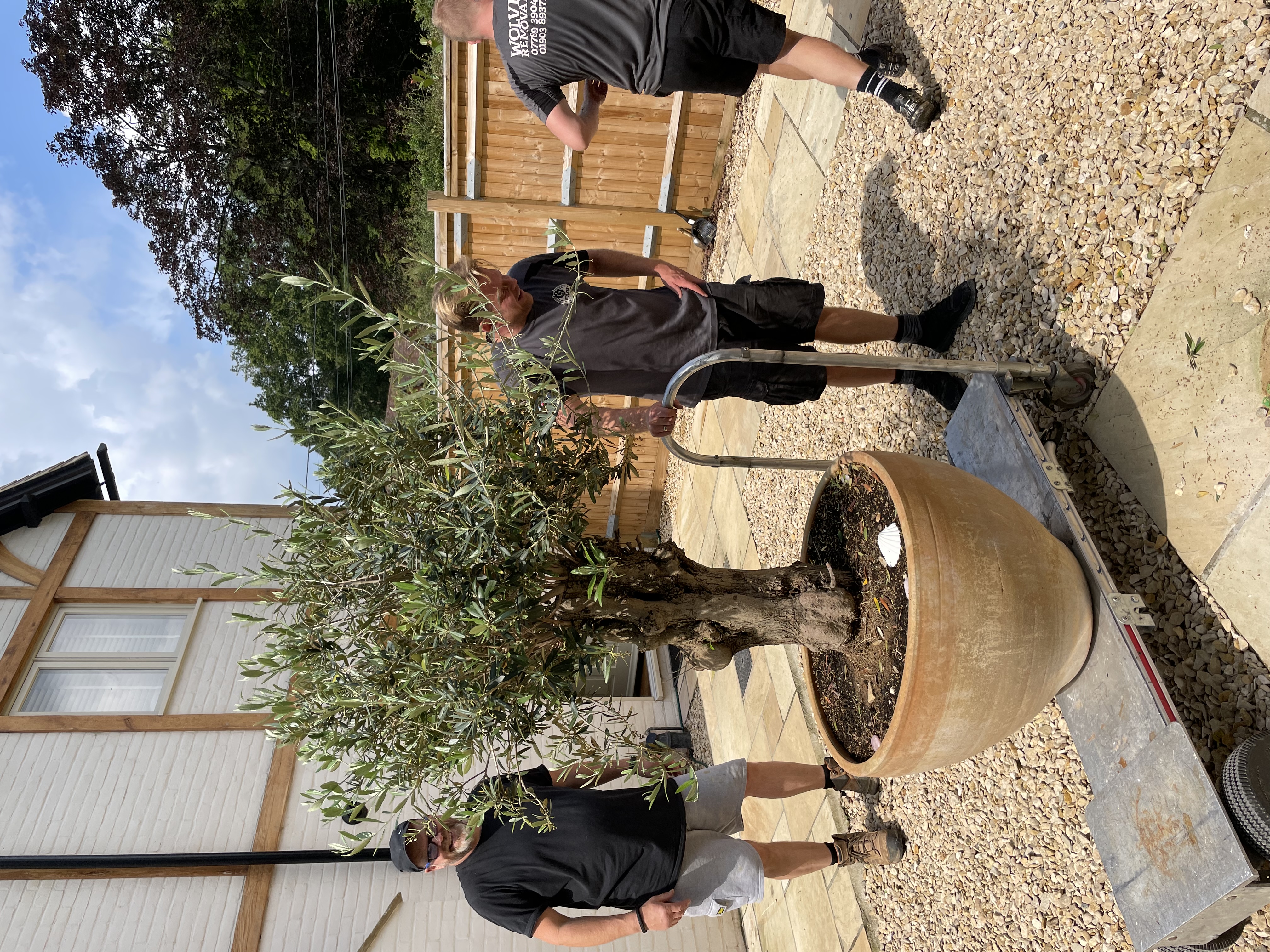Olive tree removals, wolves removals west sussex
